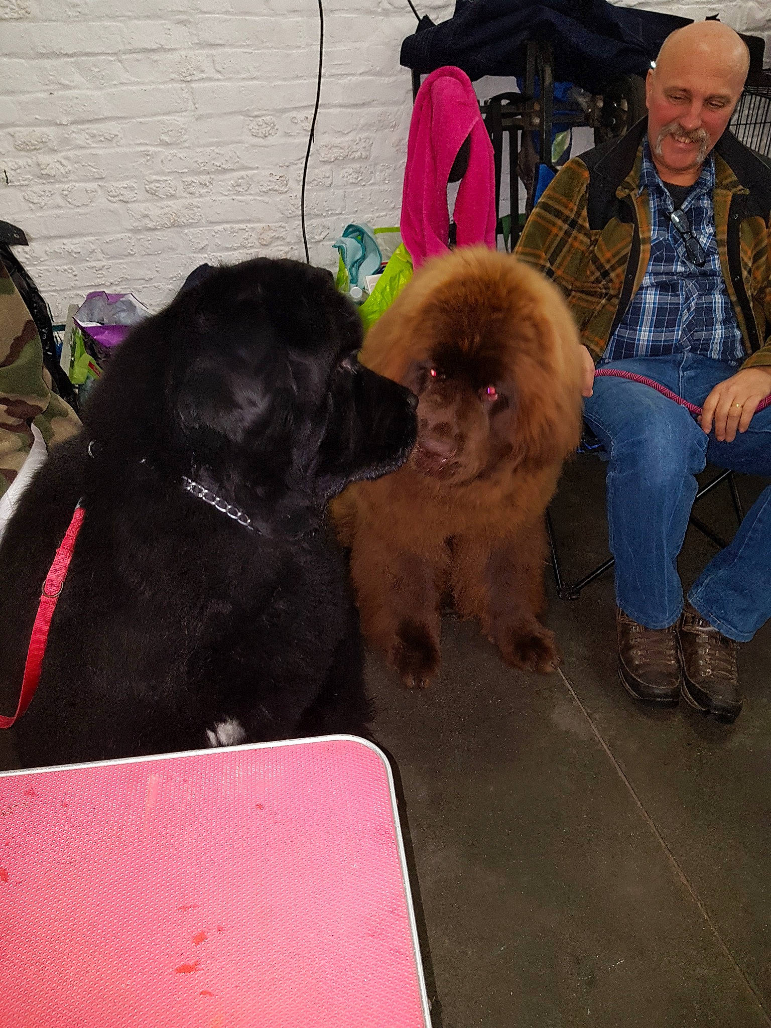 Noursette participe au concours pour gagner de l'argent avec cette photo : canidae, carnivore, cockapoo, companion_dog, dog, dog_breed, joy, mammal, newfoundland, person, poodle, sporting_group, toy_poodle, vertebrate