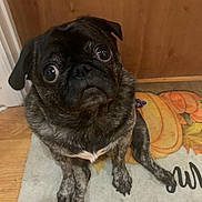 Penny Lane is registered to the contest to win money with this photo: dog, pug, black_dog, pet, animal, portrait, sitting, indoors, wooden_door, blanket, colorful_blanket, floor, large_eyes, wrinkled_face, short_snout, floppy_ears, white_chest, front_legs, funny_expression, closeup