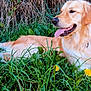 dog, golden_retriever, grass, dandelion, outdoor, nature, tongue_out, pet, animal, greenery, happy, summer, relaxed, fur, canine, leaf, plant, resting, flora, closeup