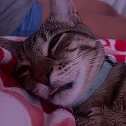 Kylo is registered to the contest to win money with this photo: cat, tabby, sleeping, tongue_out, blanket, cozy, close_up, pet, animal, fur, whiskers, domestic_cat, resting, cute, collar, indoor, snuggling, relaxed, soft, cute_pet