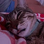 cat, tabby, sleeping, tongue_out, blanket, cozy, close_up, pet, animal, fur, whiskers, domestic_cat, resting, cute, collar, indoor, snuggling, relaxed, soft, cute_pet