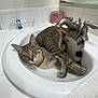 Kylo joined the competition — help win amazing prizes! cat, tabby, sink, bathroom, faucet, towel, plastic_bottle, container, tile, mirror, curious, pet, domestic_animal, relaxed, fur, whiskers, collar, indoor, household, playful
