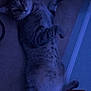 Kylo joined the competition — help win amazing prizes! cat, carpet, indoor, pet, lying_down, video_call, face_filter, blue_light, feline, whiskers, relaxed, cute, domestic_animal, home, playful, funny_face, technology, digital, portrait, animal