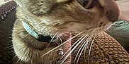 Kylo is registered to the contest to win money with this photo: cat, tabby_cat, collar, bell, close_up, indoor, couch, furniture, living_room, person, whiskers, pet, animal, brown, texture, seated, side_view, home, domestic_cat, relaxing