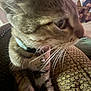 cat, tabby_cat, collar, bell, close_up, indoor, couch, furniture, living_room, person, whiskers, pet, animal, brown, texture, seated, side_view, home, domestic_cat, relaxing