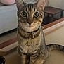 cat, tabby, pet, indoor, collar, bell, curious, feline, sitting, fur, whiskers, ears, eyes, tail, cardboard, furniture, couch, table, window, home
