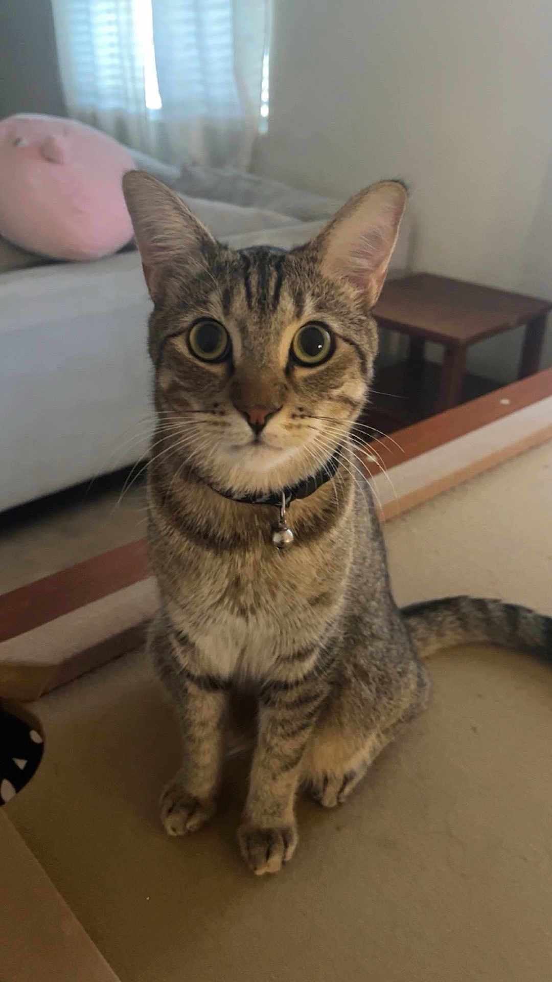 Kylo is registered to the contest to win money with this photo: cat, tabby, pet, indoor, collar, bell, curious, feline, sitting, fur, whiskers, ears, eyes, tail, cardboard, furniture, couch, table, window, home