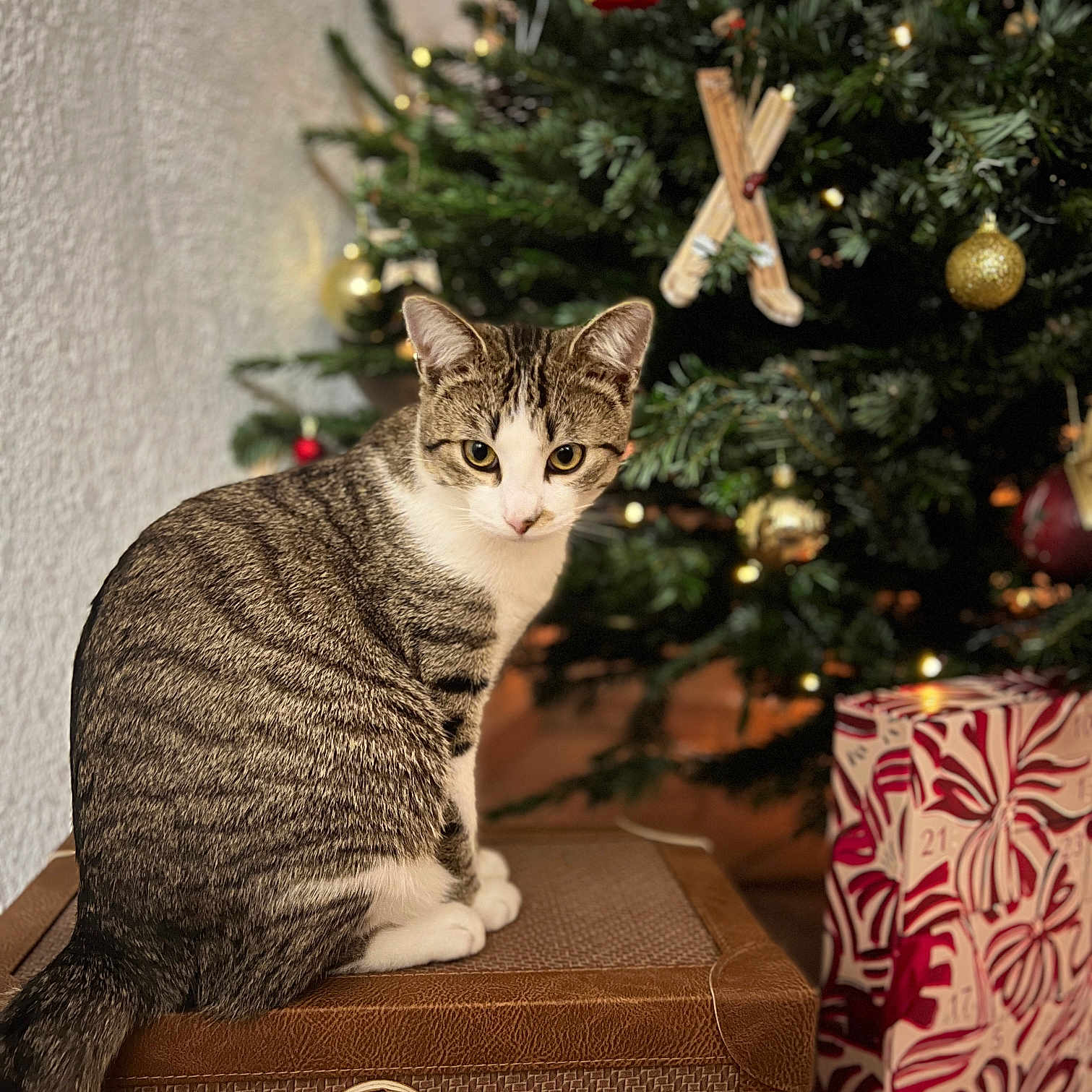 Yoda a rejoint le concours — aidez-le/la à gagner de superbes lots ! abyssinian, accessories, animal, architecture, box, cat, christmas, christmasdecorations, christmastree, conifer, couch, festival, fir, furniture, kitten, manx, pet, plant, tree, wood