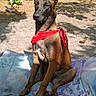 animal, bandana, blanket, brown_dog, canine, caravan, dog, domestic_animal, grass, leaf, nature, outdoor, pet, portrait, relaxing, sitting, summer, sunlight, tree, yard
