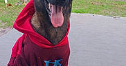 Abby a rejoint le concours — aidez-le/la à gagner de superbes lots ! animal, canine, casual, daytime, dog, fence, fur, grass, happy, hoodie, leaf, nature, outdoor, patio, pet, red_clothing, sitting, smiling, tongue_out, tree