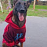 animal, canine, casual, daytime, dog, fence, fur, grass, happy, hoodie, leaf, nature, outdoor, patio, pet, red_clothing, sitting, smiling, tongue_out, tree