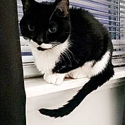 Mussy joined the competition — help win amazing prizes! animal, black_and_white, blinds, cat, curious, curtain, cute, domestic, feline, household, indoor, looking, pet, resting, sitting, tail, tuxedo_cat, whiskers, window, windowsill