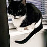 animal, black_and_white, blinds, cat, curious, curtain, cute, domestic, feline, household, indoor, looking, pet, resting, sitting, tail, tuxedo_cat, whiskers, window, windowsill