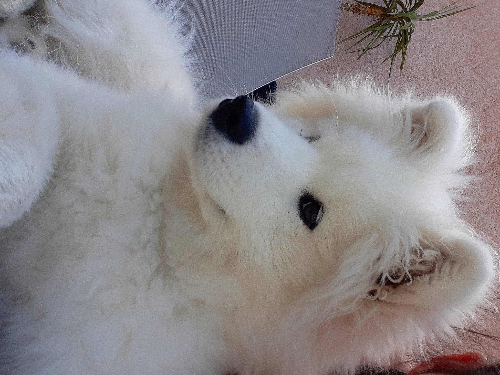 Ròzka a rejoint le concours — aidez-le/la à gagner de superbes lots ! canidae, carnivore, dog, dog_breed, fur, german_spitz_mittel, japanese_spitz, mammal, samoyed, snout, spitz, volpino_italiano, whiskers