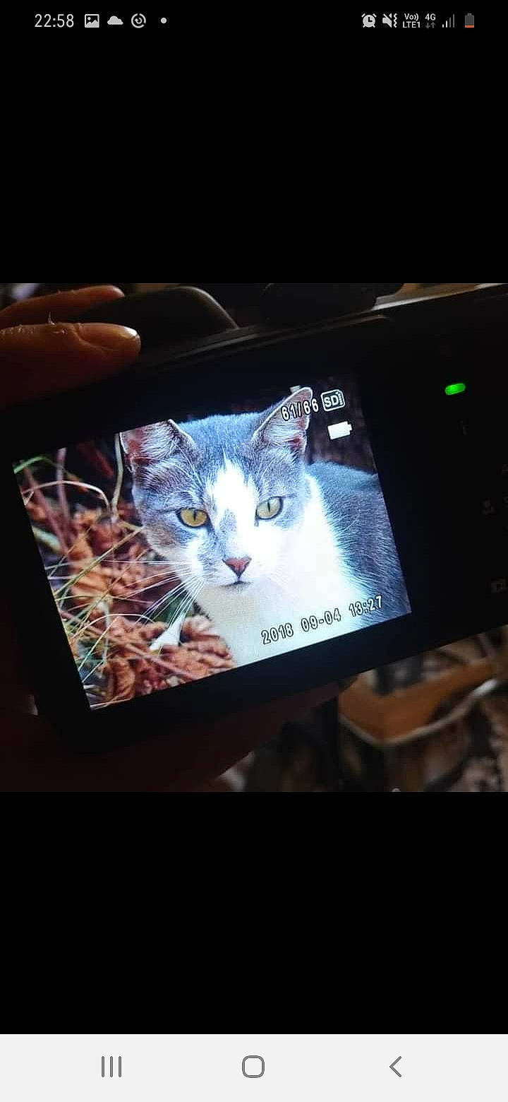 Panda a rejoint le concours — aidez-le/la à gagner de superbes lots ! carnivore, cat, display_device, electronic_device, felidae, fur, gadget, kitten, night, photo_caption, photography, screen, sky, small_to_medium_sized_cats, square, tabby_cat, technology, whiskers, wildlife