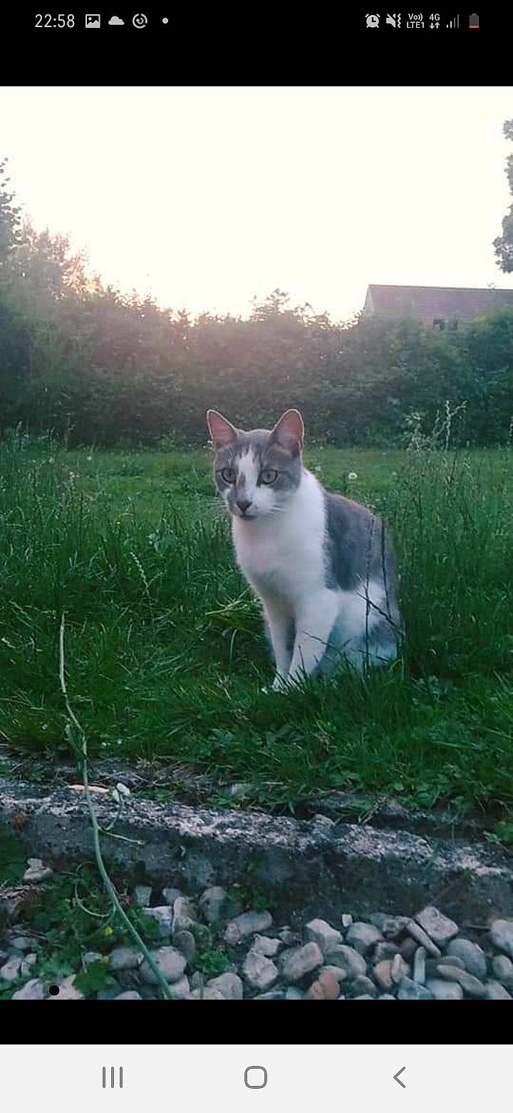 Panda participe au concours pour gagner de l'argent avec cette photo : aegean_cat, carnivore, cat, domestic_short_haired_cat, felidae, grass, mammal, small_to_medium_sized_cats, tail, whiskers, wildlife