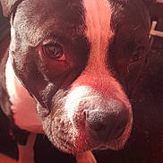 Diablo a rejoint le concours — aidez-le/la à gagner de superbes lots ! dog, pet, black_and_white, close_up, indoors, curious, animal, canine, face, ears, eyes, fur, snout, nose, domestic_animal, companion, bed, furniture, carpet, warm_light