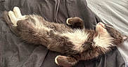 Bear joined the competition — help win amazing prizes! animal, belly, blanket, cat, cozy, cute, domestic, fluffy, fur, gray, indoor, kitten, paws, pet, relaxed, resting, sleeping, soft, white, young