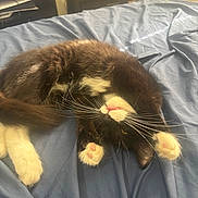 Bear joined the competition — help win amazing prizes! animal, bed, blue_sheet, cat, cute, domestic_cat, feline, fur, indoor, lying_down, mischievous, paws, pet, pink_paw_pads, playful, relaxed, resting, stretching, tuxedo_cat, whiskers