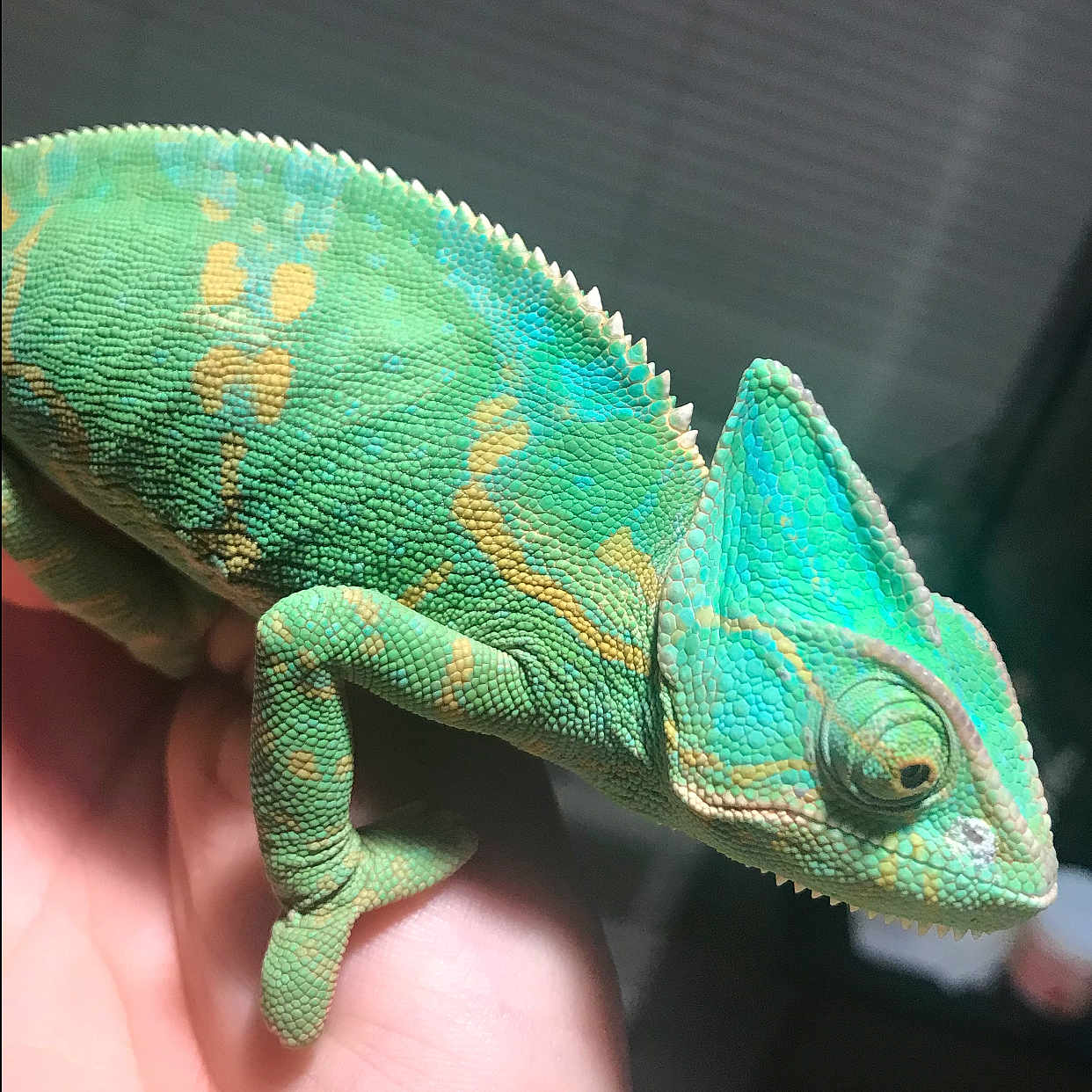 Charlie is registered to the contest to win money with this photo: adaptation, chameleon, collared_lizard, common_chameleon, dragon_lizard, gecko, iguana, iguania, iguanidae, lizard, organism, reptile, scaled_reptile, tail, trioceros