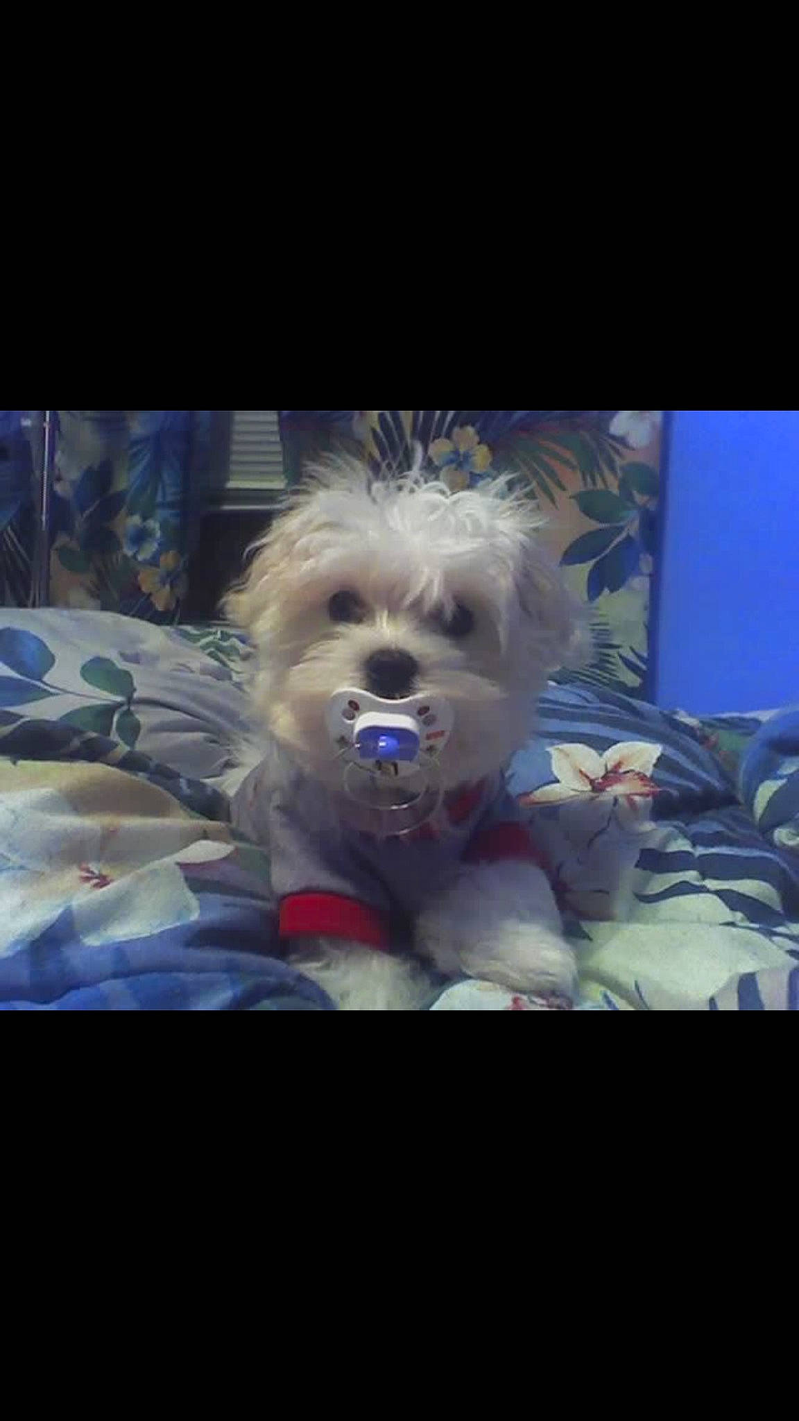 Dakota is registered to the contest to win money with this photo: cairn_terrier, canidae, carnivore, companion_dog, dog, dog_breed, fictional_character, maltese, morkie, puppy, rare_breed_dog, schnoodle, shih_tzu, small_terrier, terrier, toy_dog, yorkshire_terrier