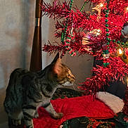 Tarzan is registered to the contest to win money with this photo: cat, christmas_tree, colorful, curious, decorations, fabric, feline, festive, green_beads, holiday, indoor, lights, pouch, quilt, red, striped, tabby, table, tinsel, whiskers