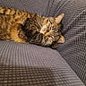 Clyde joined the competition — help win amazing prizes! blanket, cat, close_up, couch, cozy, fur, home, indoor, mammal, nap, paw, pet, portrait, relaxing, resting, sleeping_cat, striped_fur, tabby_cat, upholstery, whiskers