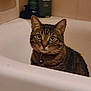 cat, tabby, tabby_cat, bathtub, bathroom, pet, collar, bell, whiskers, green_eyes, sitting, indoor, tile, shampoo_bottle, bottle, portrait, close_up, alert, fur, ears