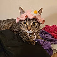 Clyde joined the competition — help win amazing prizes! cat, tabby_cat, pink_hat, daisy_flower, yellow_eyes, whiskers, collar, bell, fur, ears, pile_of_clothes, purple_shirt, red_shirt, black_blanket, indoor, pet, portrait, cute, cozy, feline