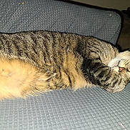 Clyde joined the competition — help win amazing prizes! belly, blanket, cat, close_up, couch, cozy, domestic, flash_photo, fur, furniture, indoor, nap, pet, pink_nose, relaxed, sleeping, stripes, tabby_cat, textured_surface, whiskers