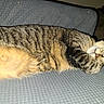belly, blanket, cat, close_up, couch, cozy, domestic, flash_photo, fur, furniture, indoor, nap, pet, pink_nose, relaxed, sleeping, stripes, tabby_cat, textured_surface, whiskers