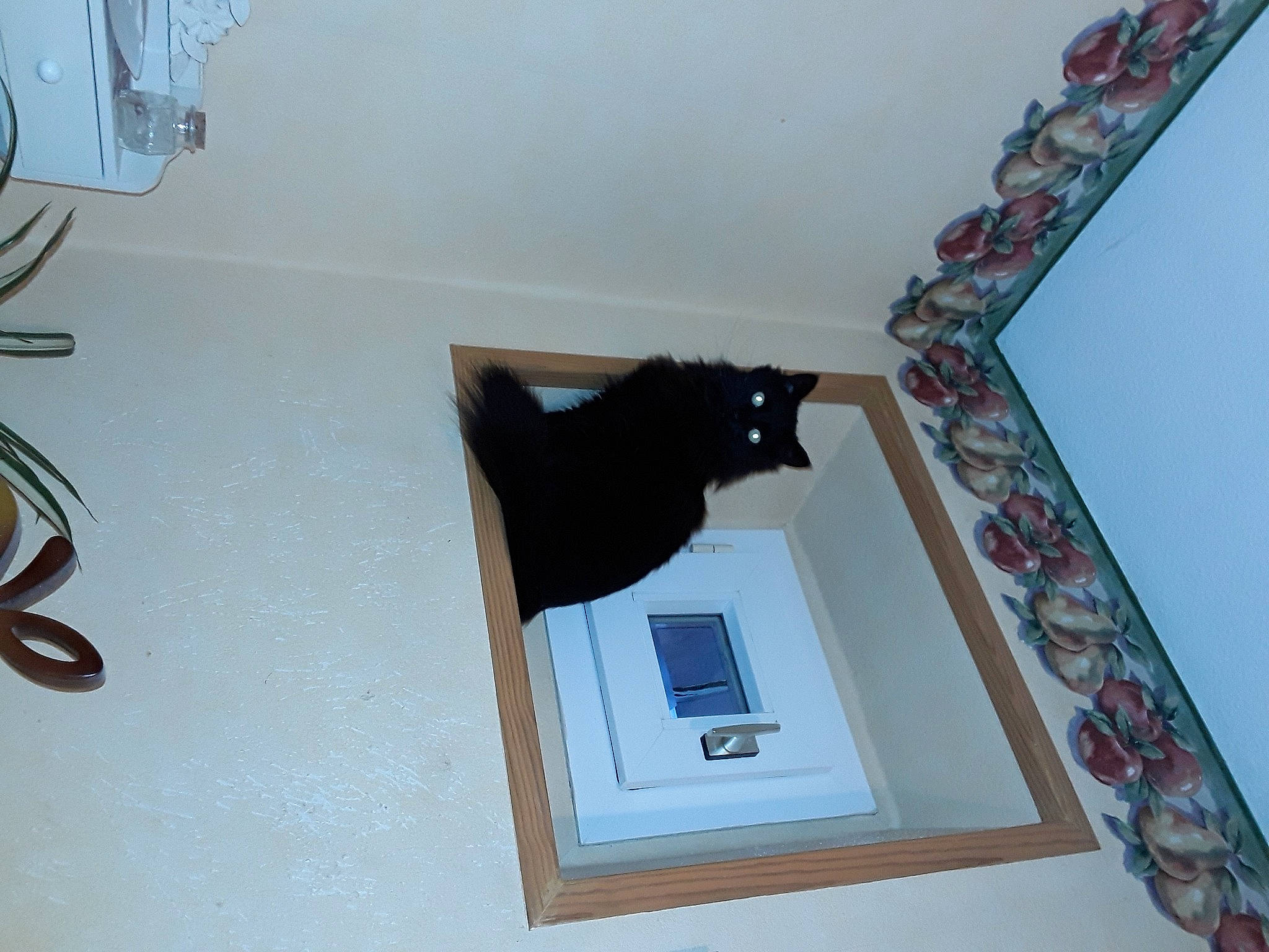 Minouche participe au concours pour gagner de l'argent avec cette photo : black_cat, carnivore, cat, ceiling, design, felidae, floor, flooring, grey, hardwood, interior_design, line, material_property, pattern, product, rectangle, room, small_to_medium_sized_cats, wall, wood