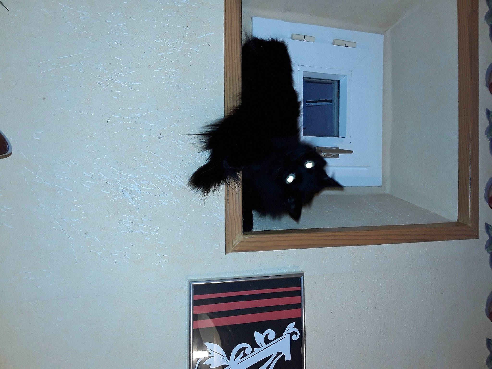 Minouche a rejoint le concours — aidez-le/la à gagner de superbes lots ! art, black_cat, blackboard, cat, event, felidae, font, fur, paint, painting, picture_frame, room, small_to_medium_sized_cats, tail, tree, visual_arts, whiskers, window