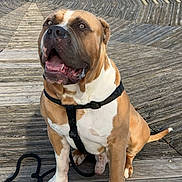 Eros participe au concours pour gagner de l'argent avec cette photo : animal, brown, canine, daylight, dog, happy, harness, large_dog, leash, outdoor, patterned_background, paw, pet, short_hair, sitting, spiral_pattern, tail, tongue_out, white, wooden_deck