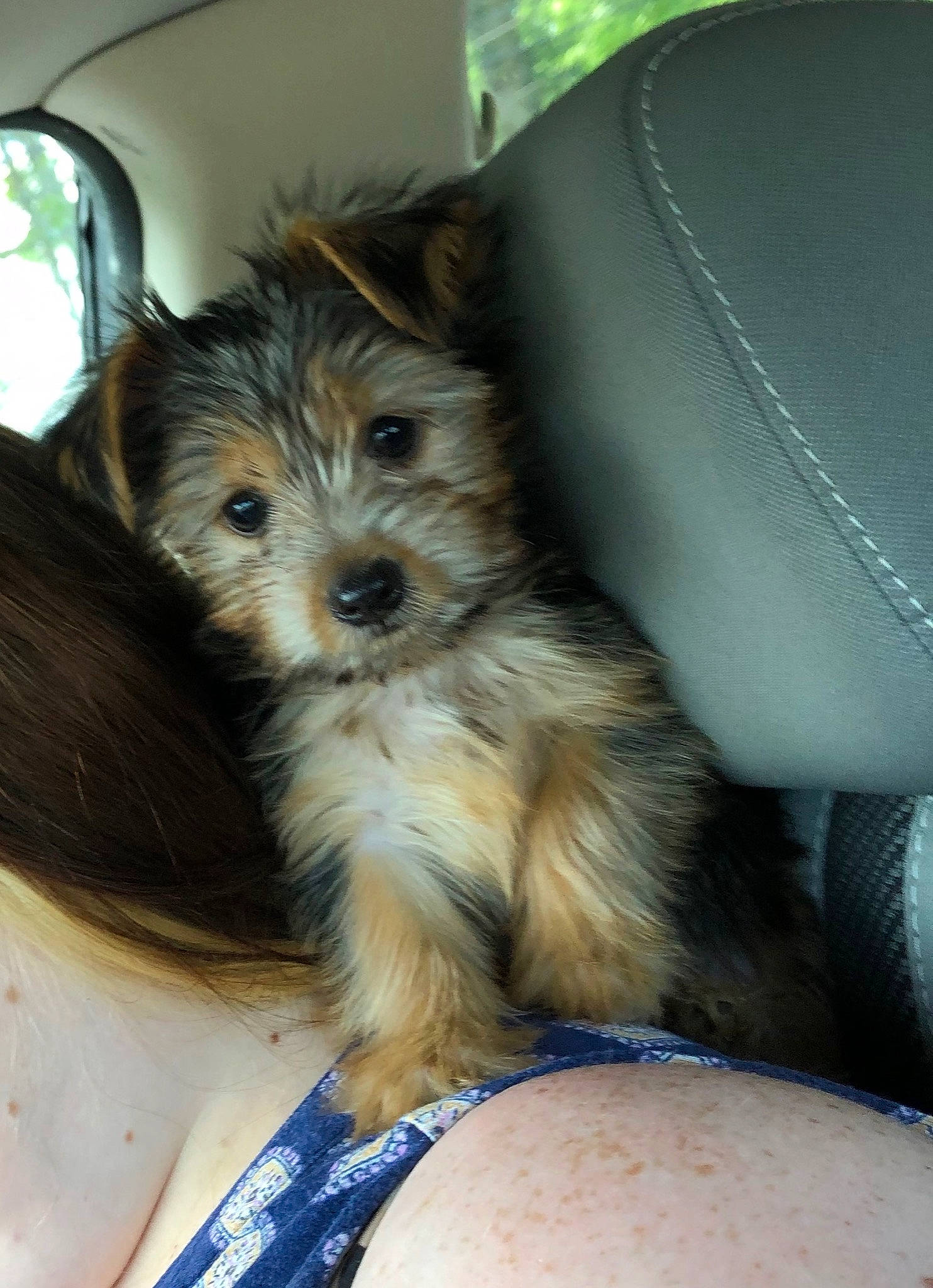 Ryu Ali is registered to the contest to win money with this photo: australian_terrier, cairn_terrier, canidae, carnivore, companion_dog, dog, dog_breed, mammal, morkie, norfolk_terrier, norwich_terrier, puppy, schnoodle, skin, small_terrier, sporting_lucas_terrier, terrier, vertebrate, yorkipoo, yorkshire_terrier