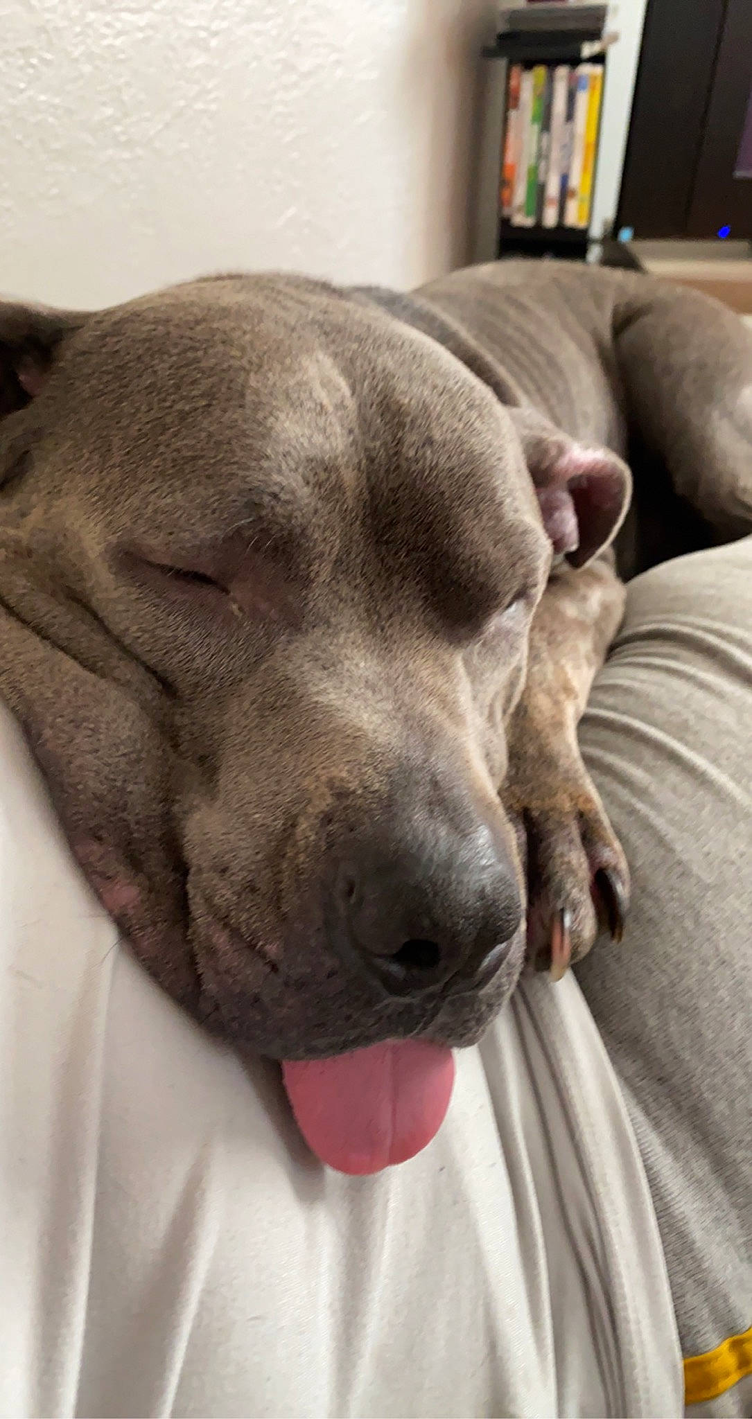 Koa is registered to the contest to win money with this photo: bookcase, canidae, carnivore, comfort, companion_dog, dog, dog_breed, fawn, grey, mammal, pet_supply, shelf, snout, sporting_group, whiskers, working_animal, working_dog