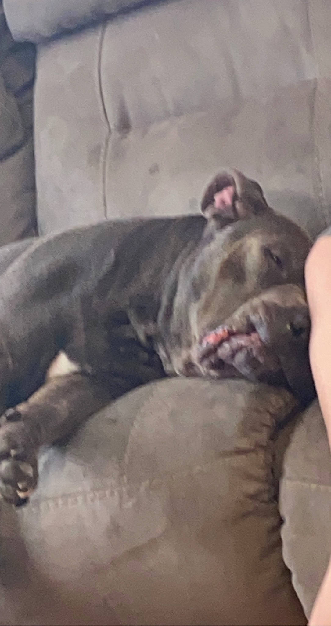 Koa joined the competition — help win amazing prizes! canidae, carnivore, comfort, companion_dog, dog, dog_breed, fawn, grey, jaw, liver, mammal, old_english_bulldog, silver, snout, sporting_group, terrestrial_animal, vertebrate, whiskers, working_animal, working_dog