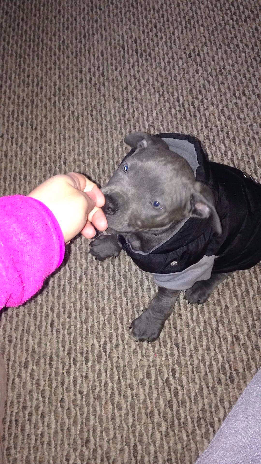 Koa is registered to the contest to win money with this photo: canidae, carnivore, collar, comfort, companion_dog, creative_arts, dog, dog_breed, dog_collar, dog_supply, leash, magenta, nail, pet_supply, snout, sporting_group, thread, wool, woolen, working_animal