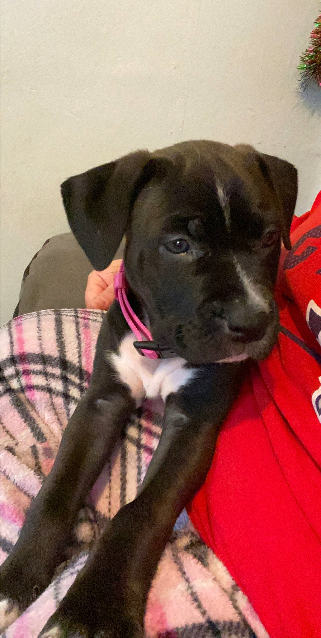 Jersey joined the competition — help win amazing prizes! borador, canidae, carnivore, collar, companion_dog, dog, dog_breed, dog_collar, dog_supply, fawn, pet_supply, snout, sporting_group, whiskers, working_animal, working_dog, woven_fabric