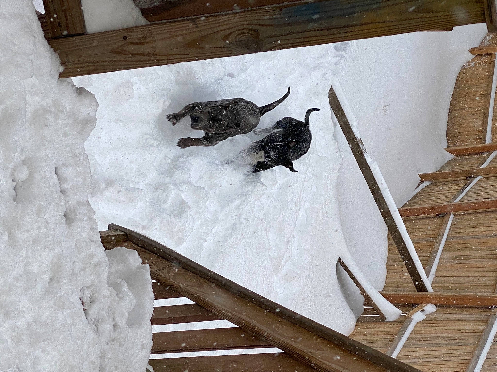 Jersey joined the competition — help win amazing prizes! freezing, ice, precipitation, snow, stairs, tail, winter