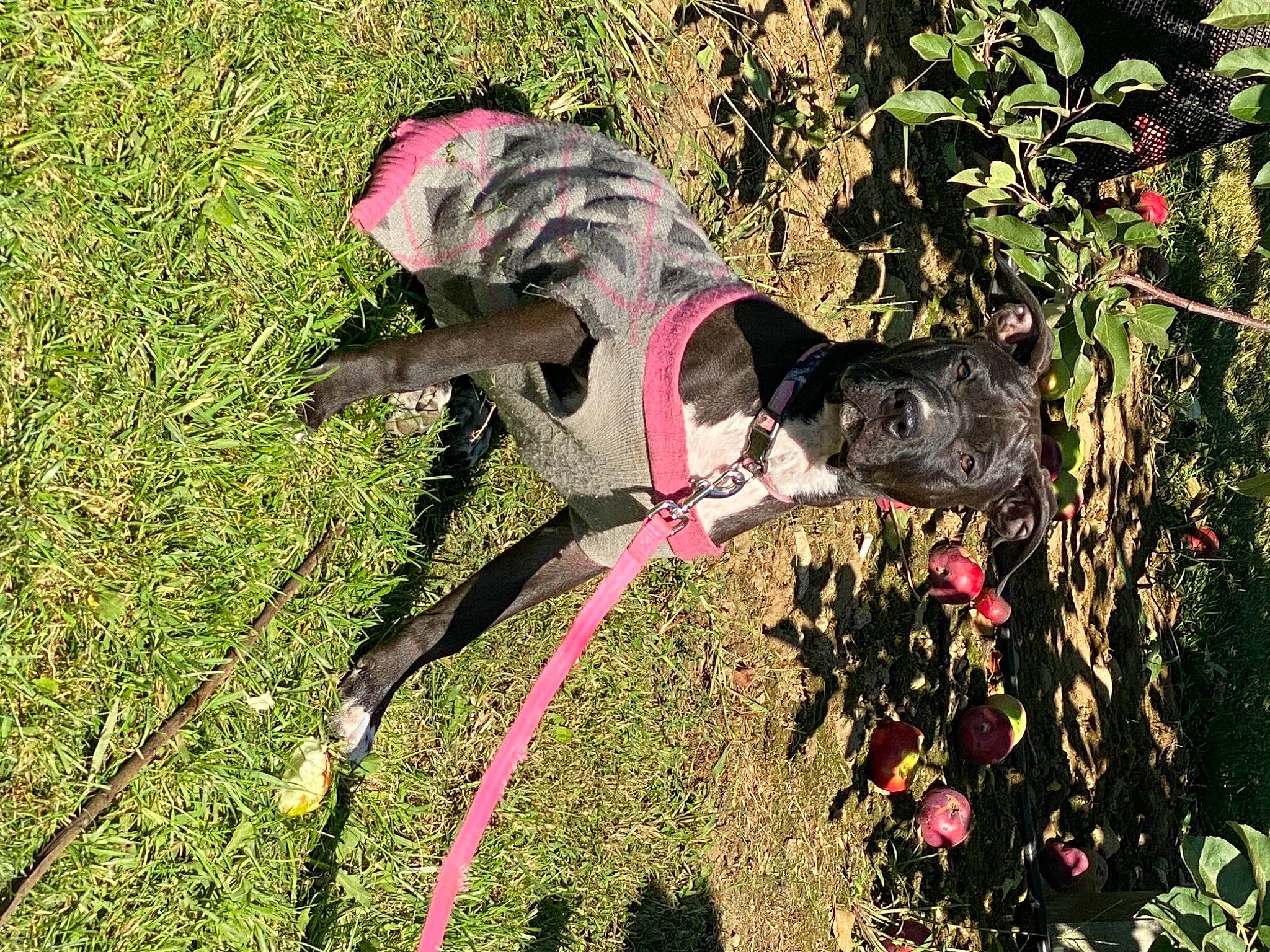 Jersey joined the competition — help win amazing prizes! borador, canidae, carnivore, collar, companion_dog, dog, dog_breed, dog_clothes, dog_collar, dog_supply, garden, hunting_dog, leash, pet_supply, shrub, snout, sporting_group, tail, working_animal, yard