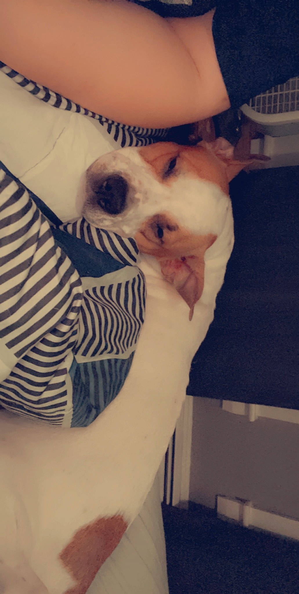 Trixie joined the competition — help win amazing prizes! canidae, carnivore, companion_dog, dog, dog_breed, dog_supply, non_sporting_group, snout, sporting_group, toy_dog, vertebrate, working_animal