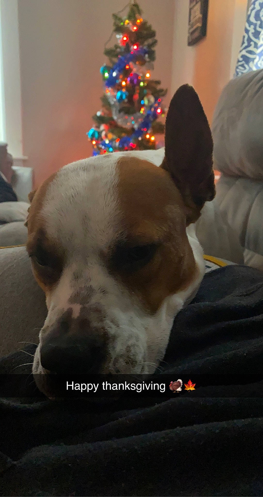 Trixie joined the competition — help win amazing prizes! canidae, carnivore, christmas, christmas_decoration, christmas_eve, christmas_ornament, christmas_tree, collar, companion_dog, dog, dog_breed, dog_supply, holiday_ornament, interior_design, ornament, pet_supply, snout, sporting_group, vertebrate, working_animal