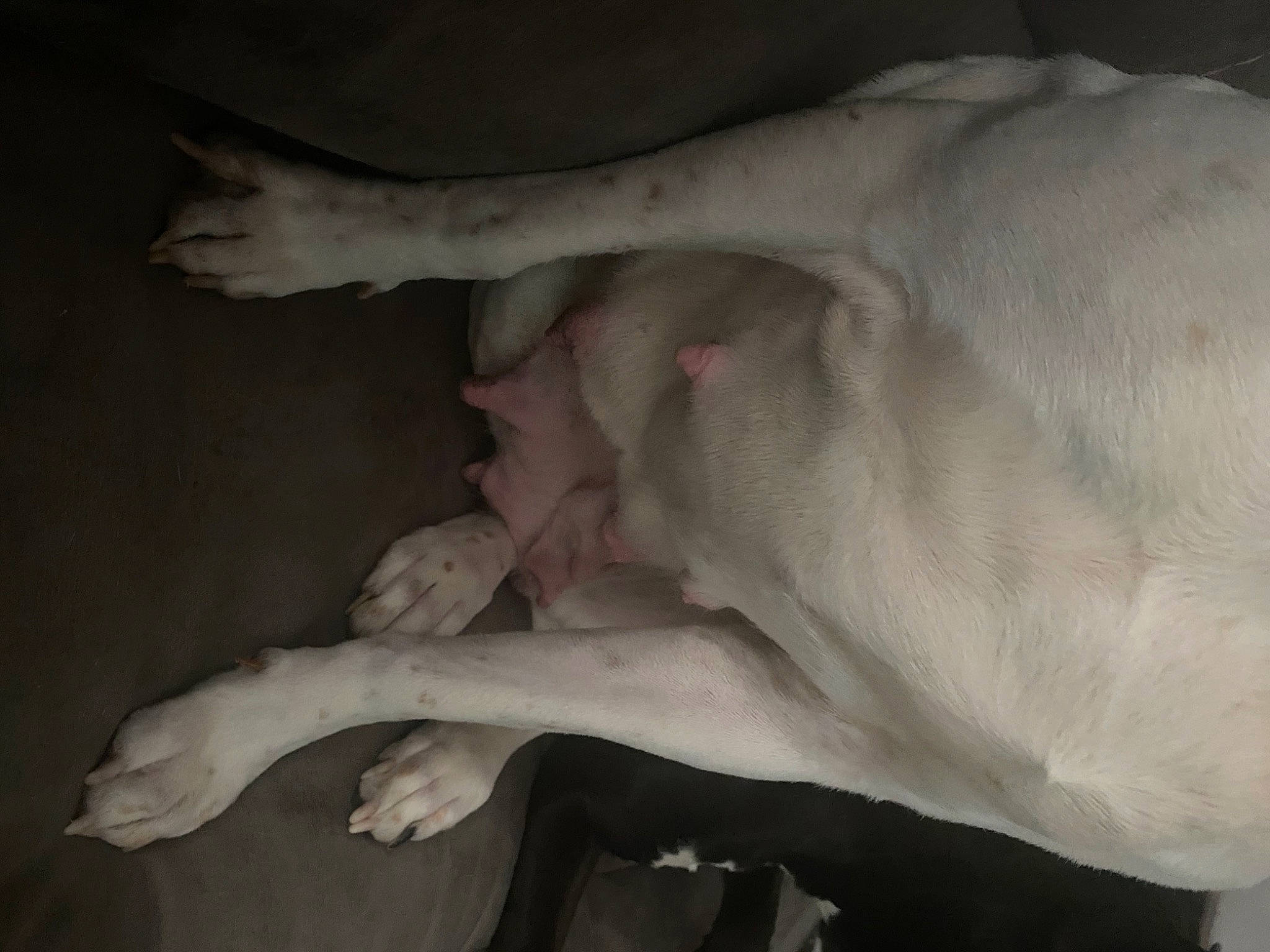 Trixie is registered to the contest to win money with this photo: bone, canidae, fawn, flesh, non_sporting_group, paw, snapshot