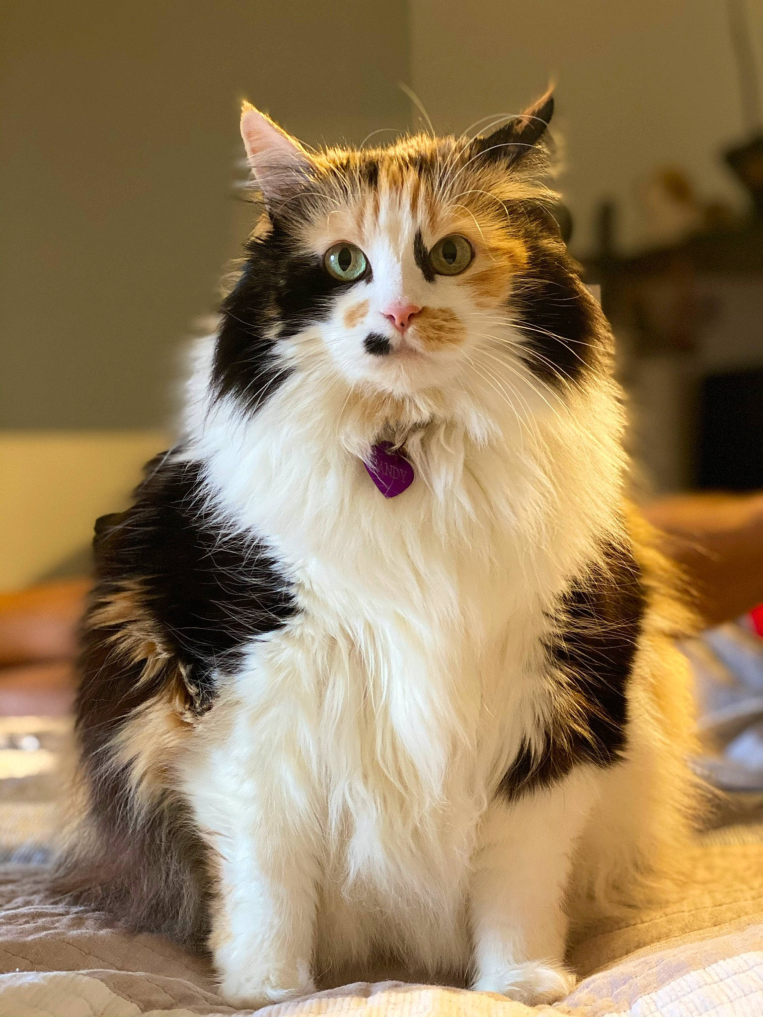 Candy joined the competition — help win amazing prizes! carnivore, cat, claw, companion_dog, domestic_short_haired_cat, fawn, felidae, foot, fur, paw, sitting, small_to_medium_sized_cats, snout, tail, terrestrial_animal, whiskers