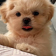 Teddy joined the competition — help win amazing prizes! puppy, dog, fluffy, cute, tongue_out, pet, animal, indoor, closeup, face, fur, resting, cozy, basket, fan, home, adorable, young, small, cream_colored