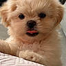 puppy, dog, fluffy, cute, tongue_out, pet, animal, indoor, closeup, face, fur, resting, cozy, basket, fan, home, adorable, young, small, cream_colored