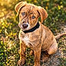 Maïko participe au concours pour gagner de l'argent avec cette photo : animal, blue_eyes, bokeh, brindle, brown_fur, canine, close_up, collar, cute, dog, floppy_ears, forest, grass, nature, outdoors, pet, portrait, puppy, sitting, sunlight