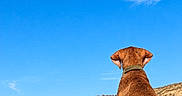 Maïko participe au concours pour gagner de l'argent avec cette photo : animal, back_view, beach, blue_sky, brown_dog, cloud, collar, desert, dog, dunes, fur, landscape, nature, outdoors, pet, sand, scenic, sitting, summer, sunlight