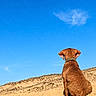 animal, back_view, beach, blue_sky, brown_dog, cloud, collar, desert, dog, dunes, fur, landscape, nature, outdoors, pet, sand, scenic, sitting, summer, sunlight